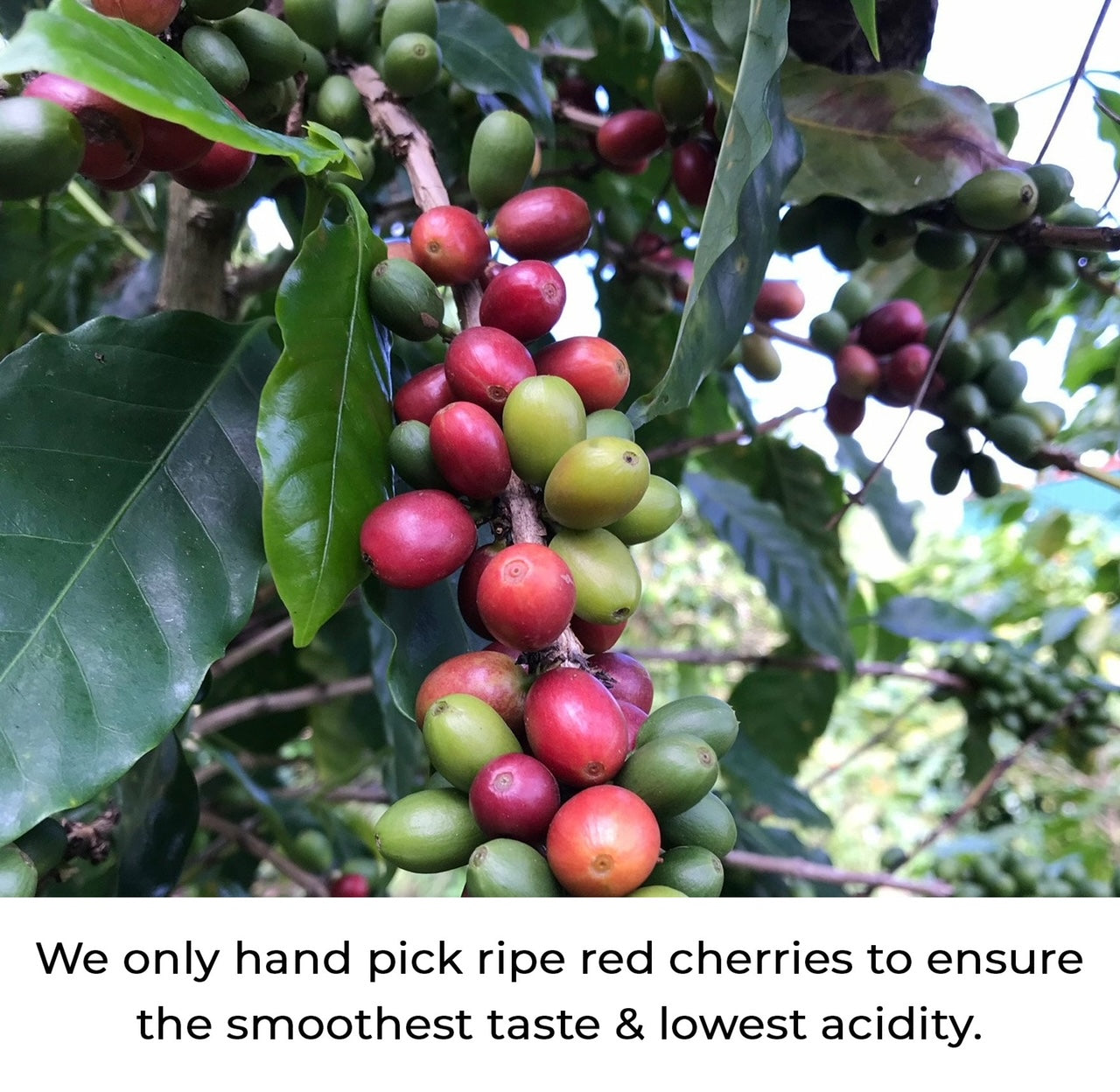Puerto Rican coffee